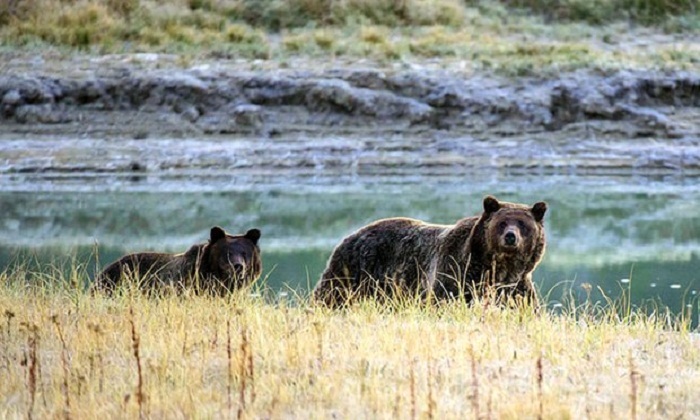 How mama bear saved woman and her dog from the wolf stalking them